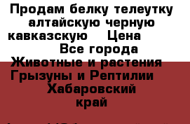 Продам белку телеутку алтайскую,черную кавказскую. › Цена ­ 5 000 - Все города Животные и растения » Грызуны и Рептилии   . Хабаровский край